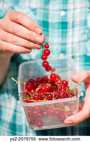 Woman harvesting Red currants (Ribes rubrum), putting them in plastic container. View Large Photo Image Stock Photography - Woman harvesting Red currants (Ribes rubrum), putting them in plastic container.. Fotosearch