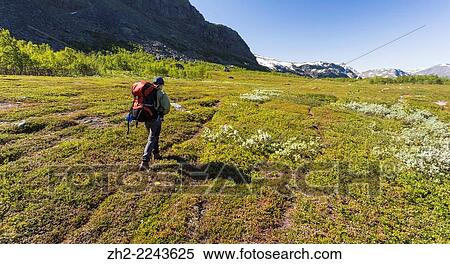 Woman hiking in swedish mountain area, mountains in backround with snow on them in G? llivare, swedish lapland in the month of july. View Large Photo Image Stock Photography - Woman hiking in swedish mountain area, mountains in backround with snow on them in G? llivare, swedish lapland in the month of july.. Fotosearch
