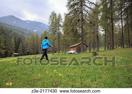 Woman hiking in the forest at Val Campo di Dentro near Innichen in South Tirol, Italy. View Large Photo Image Stock Image - Woman hiking in the forest at Val Campo di Dentro near Innichen in South Tirol, Italy.. Fotosearch