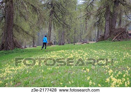 Stock Photo - Woman hiking in the forest at Val Campo di Dentro near Innichen in South Tirol, Italy.. Fotosearch