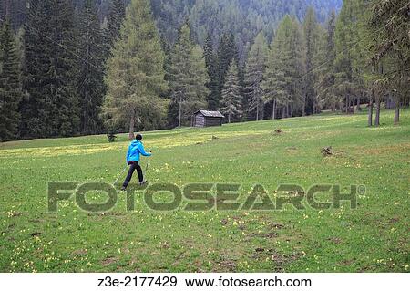 Stock Photo - Woman hiking in the forest at Val Campo di Dentro near Innichen in South Tirol, Italy.. Fotosearch