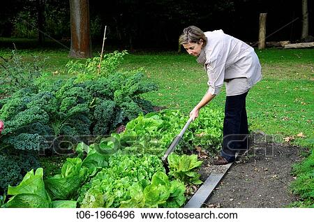 Woman hoeing lettuces in a vegetable garden. Alsace, France. View Large Photo Image Stock Photograph - Woman hoeing lettuces in a vegetable garden. Alsace, France.. Fotosearch