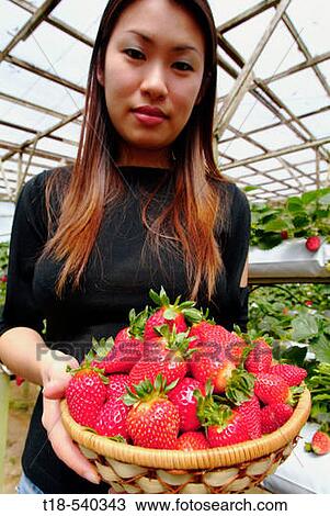 woman holding a basket of strawberies View Large Photo Image Stock Image - woman holding a basket of strawberies. Fotosearch