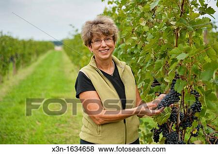 Woman holding a bunch of grapes on the vine in a vineyard View Large Photo Image Stock Photo - Woman holding a bunch of grapes on the vine in a vineyard. Fotosearch
