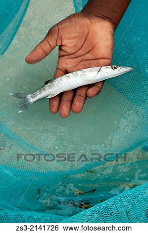Stock Photograph - Woman holding a fish in her hand on Jambiani beach, Zanzibar Island, Tanzania, East Africa.. Fotosearch