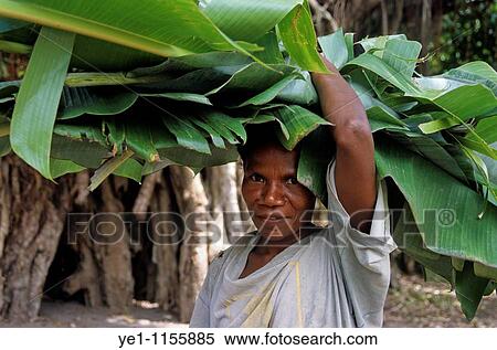 Woman holding banana tree leaves on her head, Sulphur Bay village, Tanna, Vanuatu. View Large Photo Image Stock Photography - Woman holding banana tree leaves on her head, Sulphur Bay village, Tanna, Vanuatu.. Fotosearch