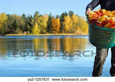 Woman holding basket filled with autumn leaves in front of lake, Stockholm, Sweden, Europe View Large Photo Image Stock Image - Woman holding basket filled with autumn leaves in front of lake, Stockholm, Sweden, Europe. Fotosearch