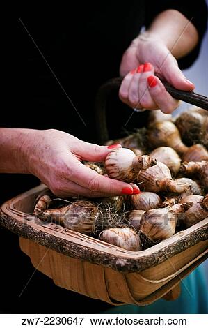 Stock Photo - Woman holding garden trug filled with Narcissus bulbs whilst selecting a single bulb.. Fotosearch