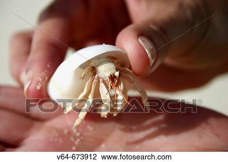Woman holding hermit crab, Maldive Islands View Large Photo Image Stock Image - Woman holding hermit crab, Maldive Islands. Fotosearch