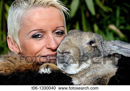 Woman holding in her hands a flemish giant rabbit (Oryctolagus cuniculus) View Large Photo Image Stock Image - Woman holding in her hands a flemish giant rabbit (Oryctolagus cuniculus). Fotosearch