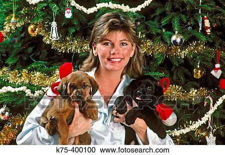 woman holding two Christmas puppies View Large Photo Image Stock Image - woman holding two Christmas puppies. Fotosearch