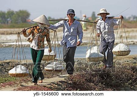 Stock Image - Woman in conical hat and two men carry wicker pannier baskets of salt along dykes between salt ponds Vietnam. Fotosearch