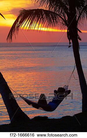 Woman in hammock, and palm trees at sunset, Coral Coast, Viti Levu, Fiji, South Pacific View Large Photo Image Stock Photograph - Woman in hammock, and palm trees at sunset, Coral Coast, Viti Levu, Fiji, South Pacific. Fotosearch