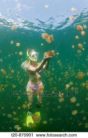 Woman in Jellyfish Lake, Mastigias papua etpisonii, Jellyfish Lake, Micronesia, Palau View Large Photo Image Stock Image - Woman in Jellyfish Lake, Mastigias papua etpisonii, Jellyfish Lake, Micronesia, Palau. Fotosearch