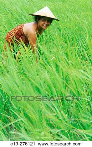 Stock Image - Woman in paddy field. Bali. Indonesia. Fotosearch