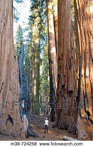 Stock Photo - Woman looking at Sequoia trees, Sequoia National Park, California, USA. Fotosearch