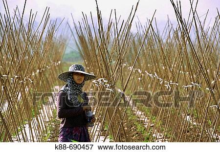 Woman on a field, Xishuangbanna, Yunnan, China View Large Photo Image Stock Photo - Woman on a field, Xishuangbanna, Yunnan, China. Fotosearch