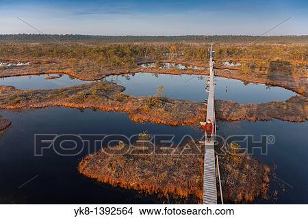 Picture - Woman On Wooden Baordwalk in M? nnikj? rve Bog, Estonia. Fotosearch