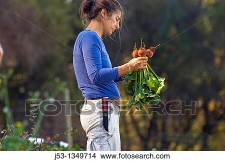 Woman picking beets on small organic farm, Nevada City, California View Large Photo Image Picture - Woman picking beets on small organic farm, Nevada City, California. Fotosearch
