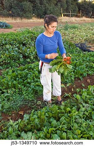 Stock Image - Woman picking beets on small organic farm, Nevada City, California. Fotosearch