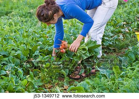 Woman picking beets on small organic farm, Nevada City, California View Large Photo Image Stock Image - Woman picking beets on small organic farm, Nevada City, California. Fotosearch