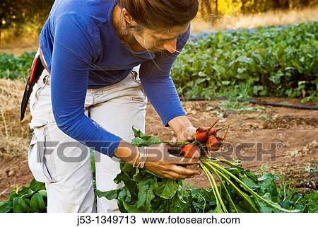 Stock Image - Woman picking beets on small organic farm, Nevada City, California. Fotosearch