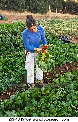 Woman picking beets on small organic farm, Nevada City, California View Large Photo Image Stock Photo - Woman picking beets on small organic farm, Nevada City, California. Fotosearch