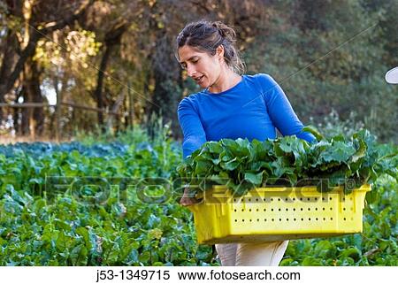 Woman picking beets on small organic farm, Nevada City, California View Large Photo Image Stock Photography - Woman picking beets on small organic farm, Nevada City, California. Fotosearch