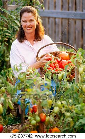 Woman picking various tomatoes View Large Photo Image Stock Image - Woman picking various tomatoes. Fotosearch