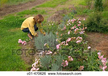Stock Photograph - Woman pruning rose bush. Britanny. France.. Fotosearch
