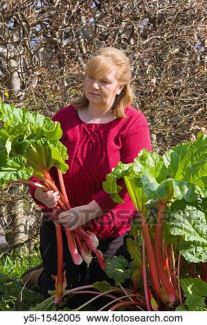 Stock Photography - Woman pulling rhubarb Rheum rhaponticum. Fotosearch