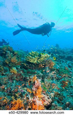 Woman scuba diving Raja Ampat region of Papua (formerly Irian Jaya) View Large Photo Image Stock Image - Woman scuba diving Raja Ampat region of Papua (formerly Irian Jaya). Fotosearch
