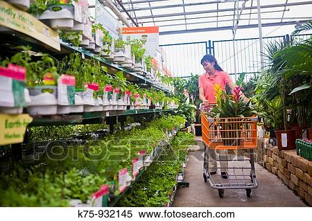 Woman shopping for plants View Large Photo Image Stock Photography - Woman shopping for plants. Fotosearch