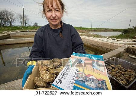 Woman showing a box with oysters near Marennes in front of Island of Oleron. Charente-Maritime, France View Large Photo Image Stock Photo - Woman showing a box with oysters near Marennes in front of Island of Oleron. Charente-Maritime, France. Fotosearch