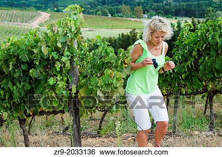 Woman sneaking grapes in a vineyard and walking away from the vines, Remhoogte Winery Estate, Stellenbosch, Winelands, Western Cape, South Africa. View Large Photo Image Stock Photograph - Woman sneaking grapes in a vineyard and walking away from the vines, Remhoogte Winery Estate, Stellenbosch, Winelands, Western Cape, South Africa.. Fotosearch