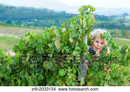Woman sneaking grapes in a vineyard, Remhoogte Winery Estate, Stellenbosch, Winelands, Western Cape, South Africa. View Large Photo Image Picture - Woman sneaking grapes in a vineyard, Remhoogte Winery Estate, Stellenbosch, Winelands, Western Cape, South Africa.. Fotosearch