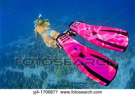 woman snorkeler, diving over coral reef, Kiholo Bay, Kohala Coast, Big Island, Hawaii, USA, Pacific Ocean View Large Photo Image Stock Photo - woman snorkeler, diving over coral reef, Kiholo Bay, Kohala Coast, Big Island, Hawaii, USA, Pacific Ocean. Fotosearch