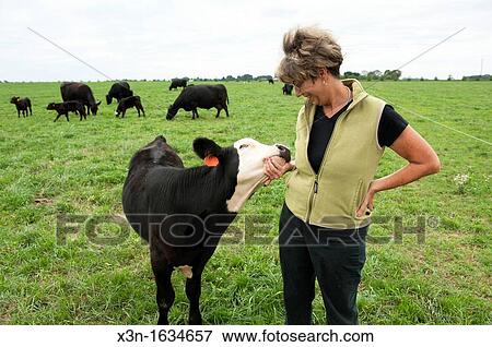 Woman standing in pasture with Angus beef cattle View Large Photo Image Stock Photo - Woman standing in pasture with Angus beef cattle. Fotosearch