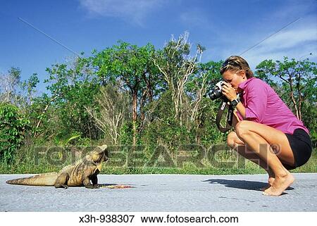 woman taking picture of iguana, iguane, ile petit caiman, little cayman island, iles caymans, cayman islands, View Large Photo Image Stock Photo - woman taking picture of iguana, iguane, ile petit caiman, little cayman island, iles caymans, cayman islands,. Fotosearch