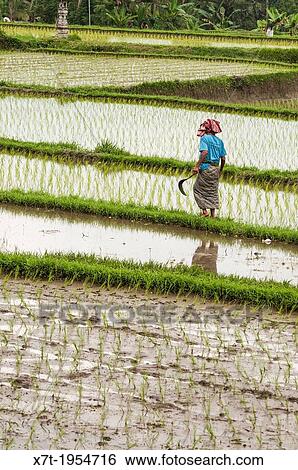 Woman walking amongst the rice fields surrounding Ubud, central Bali, Indonesia. View Large Photo Image Stock Photograph - Woman walking amongst the rice fields surrounding Ubud, central Bali, Indonesia.. Fotosearch