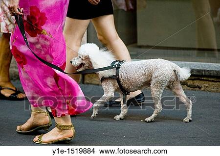 Picture - woman walking dog in milan, italy. Fotosearch