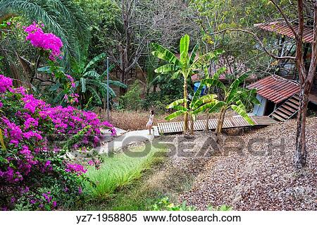Woman walking on path at the Funky Monkey Lodge, Costa Rica. View Large Photo Image Stock Photography - Woman walking on path at the Funky Monkey Lodge, Costa Rica.. Fotosearch