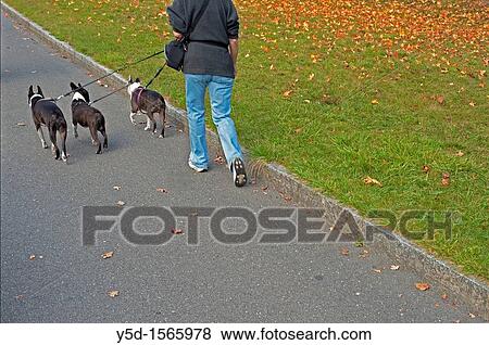 woman walking out three little buldogs View Large Photo Image Stock Photo - woman walking out three little buldogs. Fotosearch