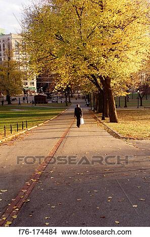 Woman walking through the Boston Commons in Boston. Massachusetts. USA View Large Photo Image Picture - Woman walking through the Boston Commons in Boston. Massachusetts. USA. Fotosearch