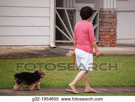 Woman walks dog on leash, Hawaii, USA View Large Photo Image Stock Photography - Woman walks dog on leash, Hawaii, USA. Fotosearch