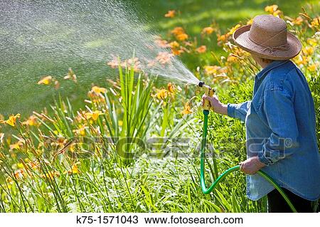Woman watering lilies in garden View Large Photo Image Stock Image - Woman watering lilies in garden. Fotosearch