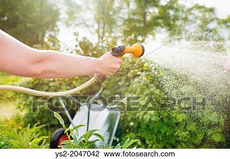Woman watering plants with garden hose and hand held sprinkler. View Large Photo Image Stock Image - Woman watering plants with garden hose and hand held sprinkler.. Fotosearch