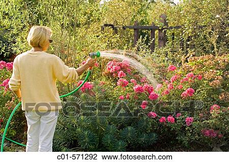 Woman watering rosebush garden. Britanny. France. View Large Photo Image Stock Image - Woman watering rosebush garden. Britanny. France.. Fotosearch