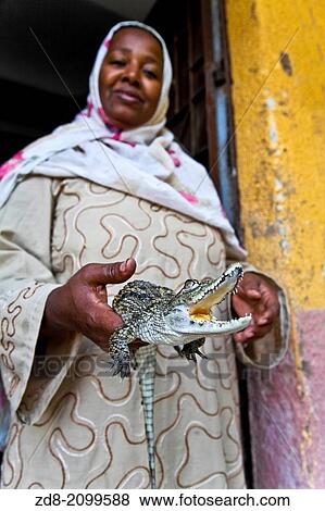 woman whith little cayman in elephantine island. asuan. View Large Photo Image Stock Photo - woman whith little cayman in elephantine island. asuan.. Fotosearch