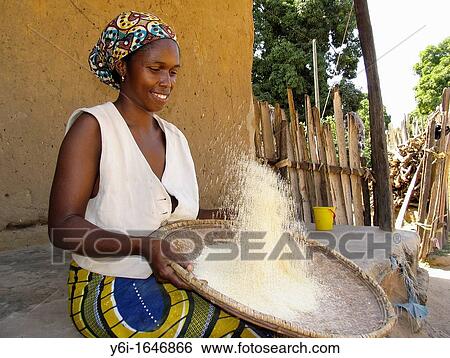 Woman winnows rice Berending village south of The Gambia View Large Photo Image Stock Photograph - Woman winnows rice Berending village south of The Gambia. Fotosearch